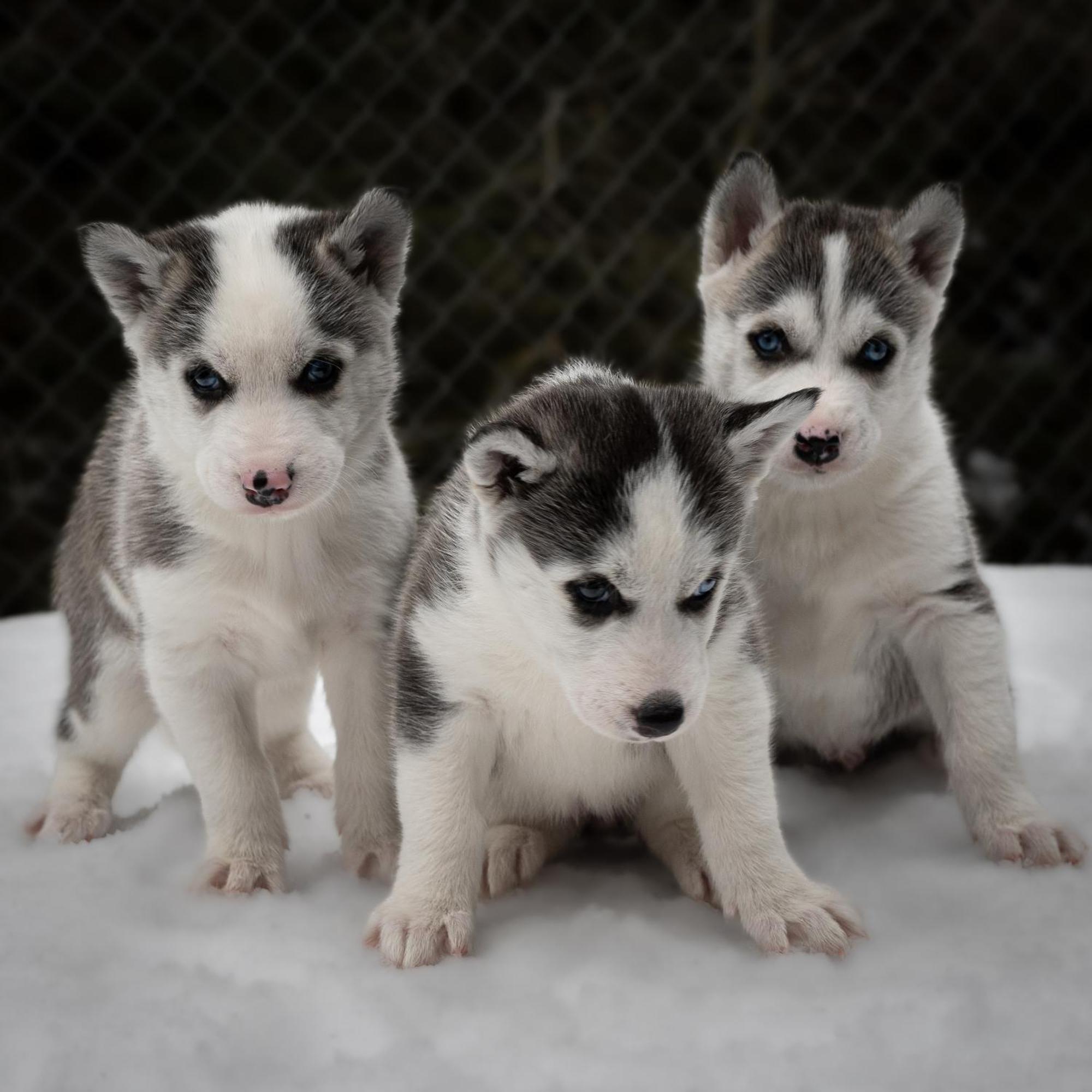 Huettenhotel Husky Lodge Muotathal Exteriér fotografie