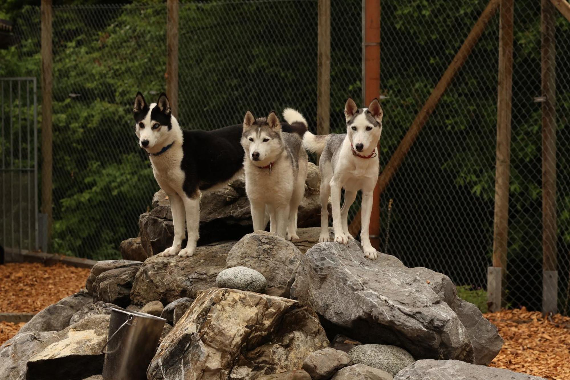 Huettenhotel Husky Lodge Muotathal Exteriér fotografie